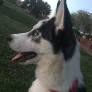 Meet your Posher, Luis